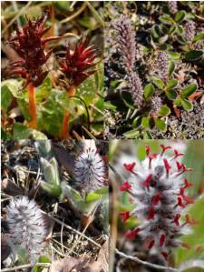 Salix Artica Females