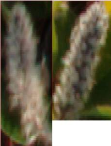 Similarity Between Male and Female Salix Artica.