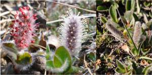 Salix Artica Males