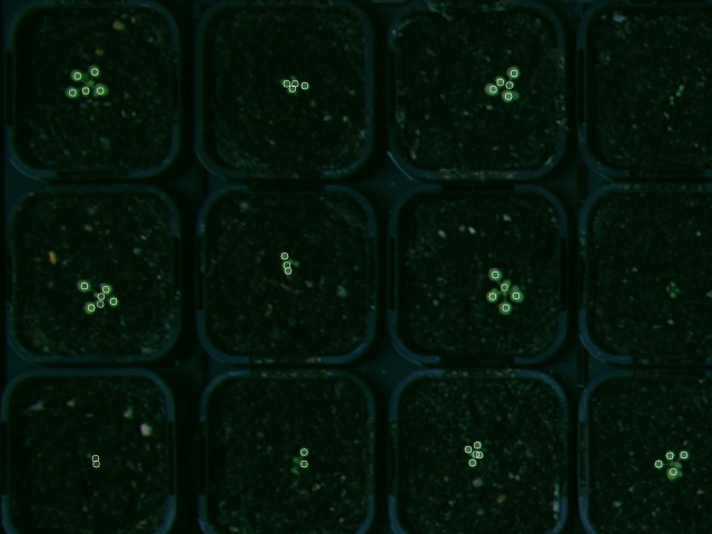 The circles mark the places where we detect a leaf.