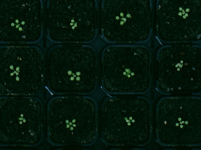 The circles mark the detected leaf centers. Some of the leafs of these plants are not detected because they don't translate into a detectable maximum in the distance transformation.